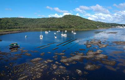 Oyster reef restoration - aquaculture interactions: maximizing positive synergies